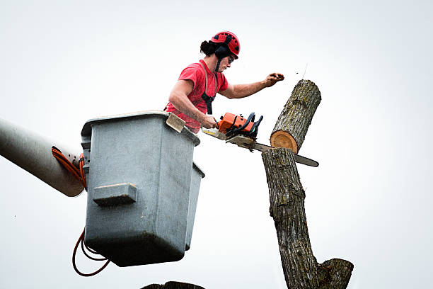 Professional Tree Removal Services in Port Ewen, NY